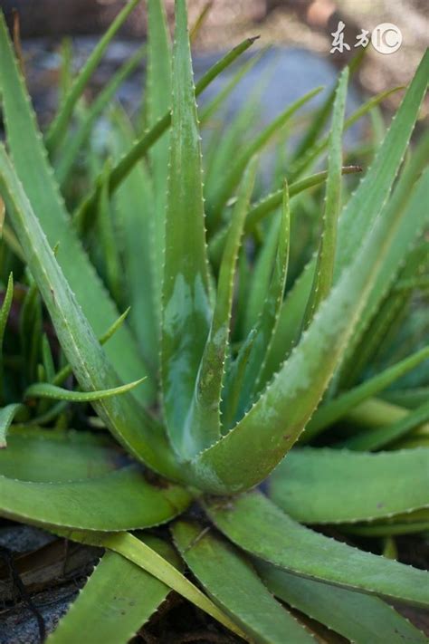 蘆薈淨化空氣|「蘆薈的神奇力量：一盆植栽媲美九台生物空氣清潔器，讓你呼吸。